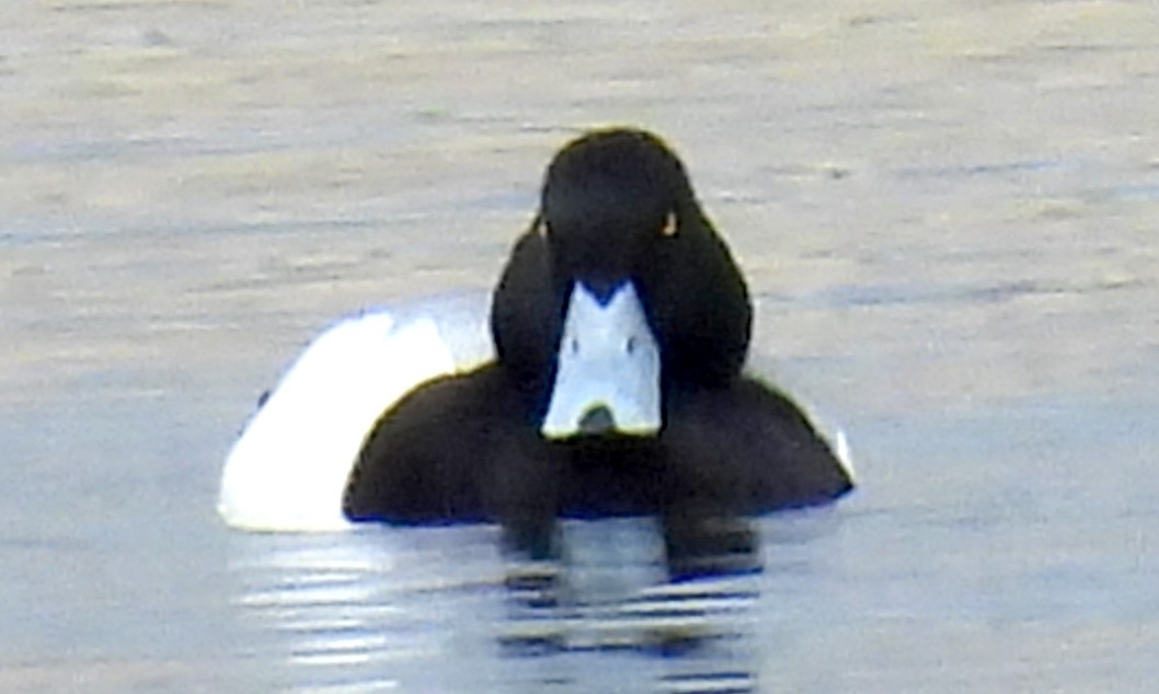 Greater Scaup - Clare Van Loon