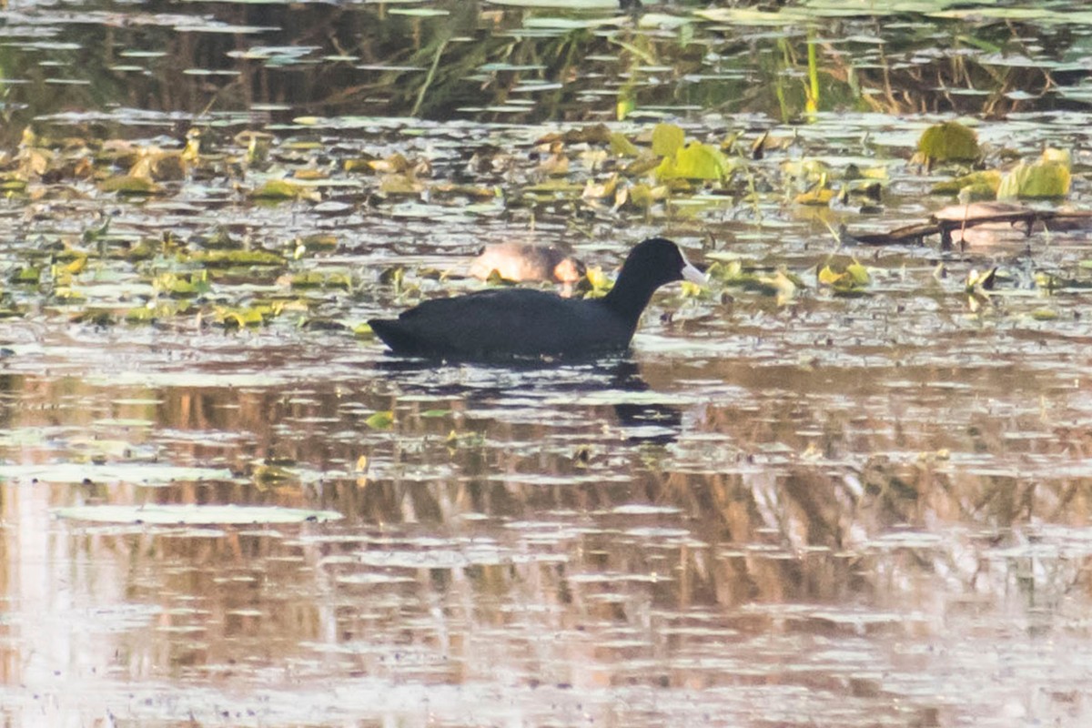 Eurasian Coot - ML615622973