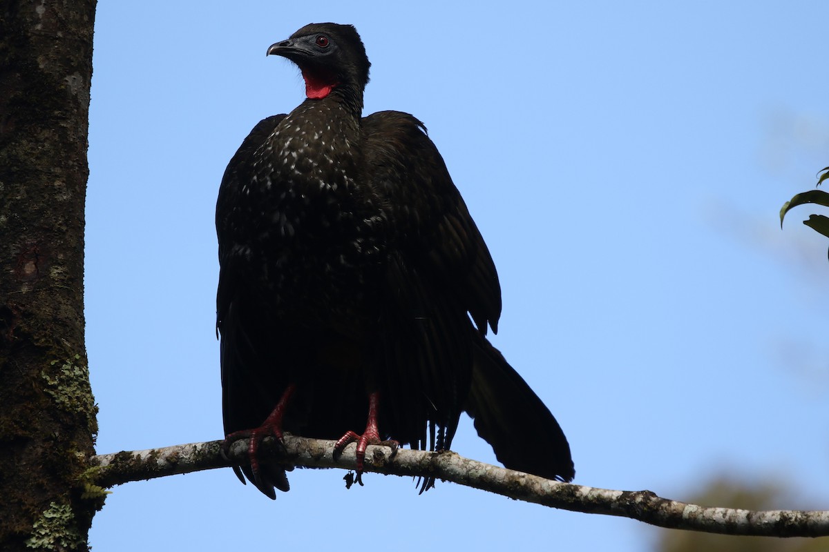 Crested Guan - Hilary Turner