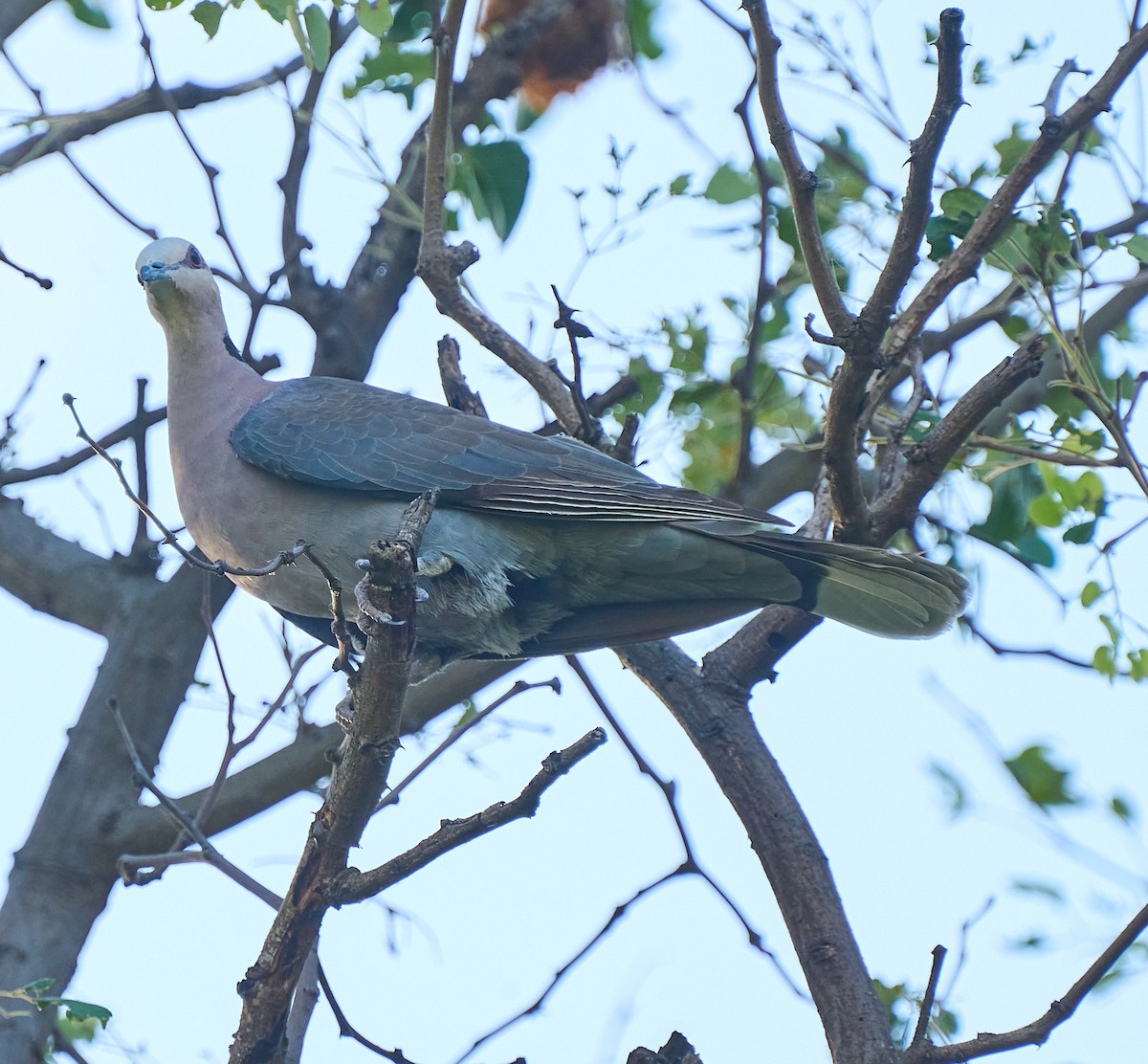 Red-eyed Dove - ML615622991