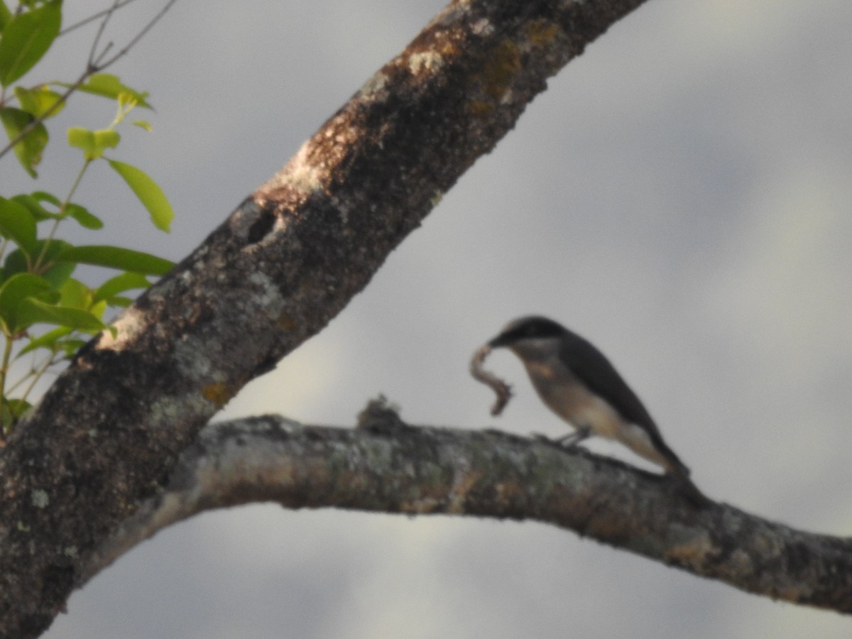 Malabar Woodshrike - ML615622992
