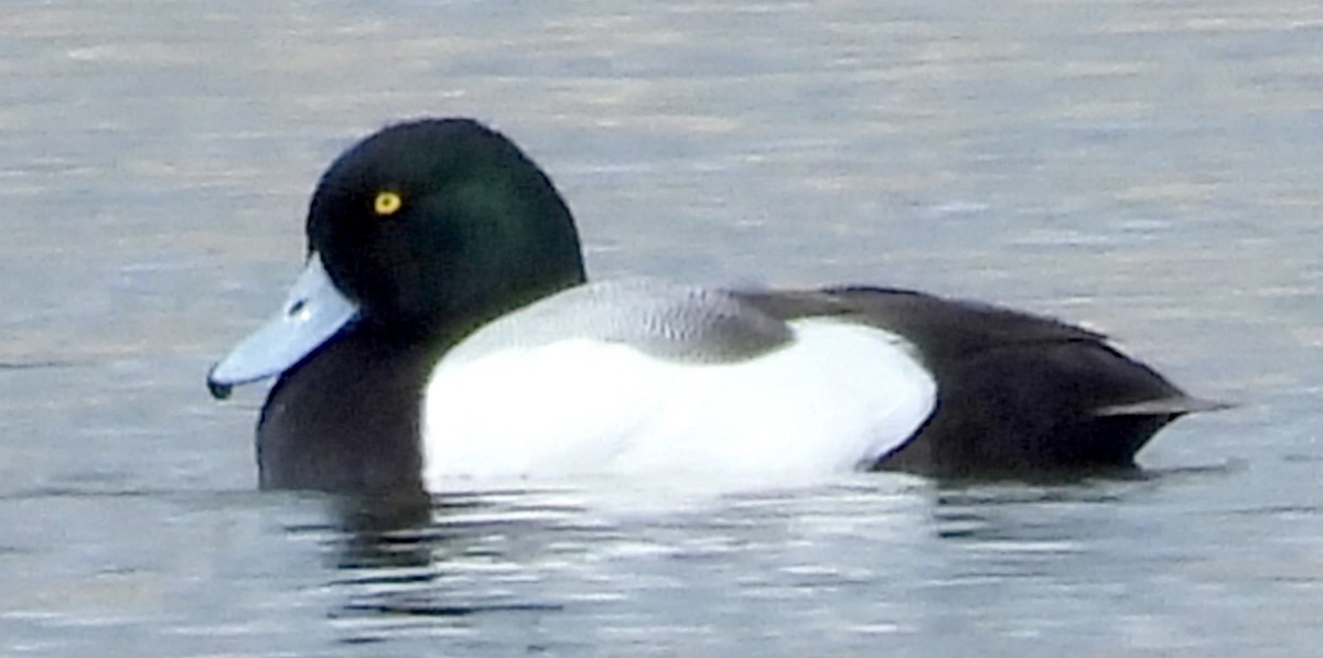 Greater Scaup - ML615623014