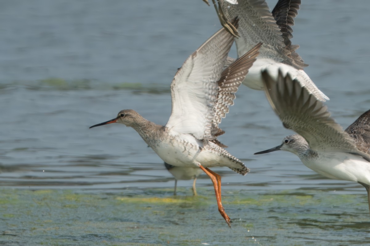 Spotted Redshank - ML615623019