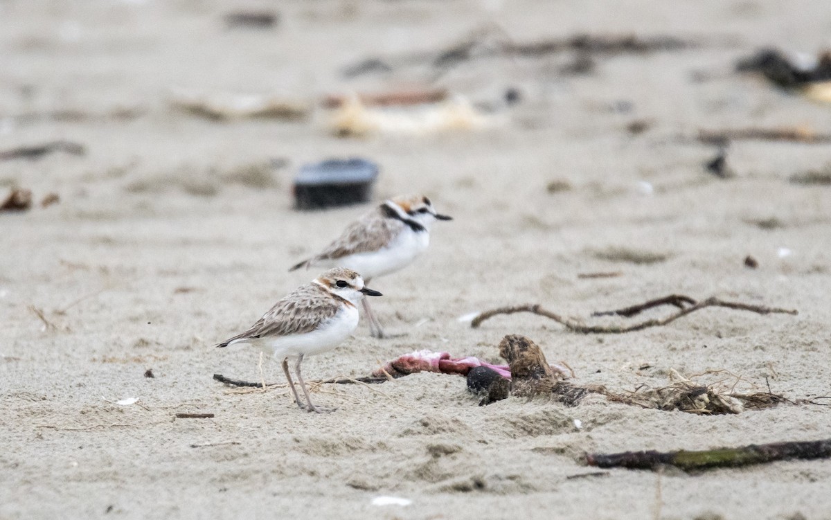 Malaysian Plover - Ashraf Anuar Zaini