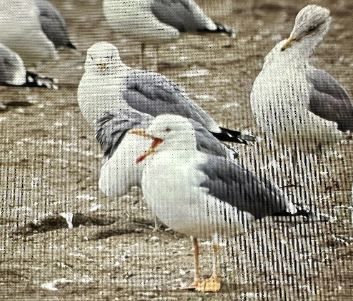 Lesser Black-backed Gull - ML615623048