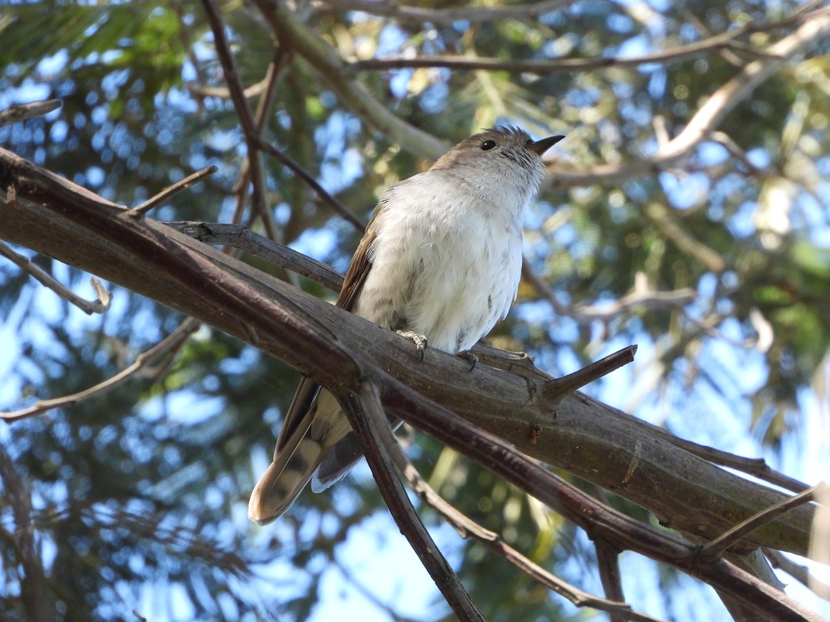 Shining Bronze-Cuckoo - Line Perrins