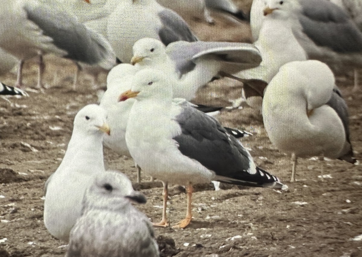 Lesser Black-backed Gull - ML615623058