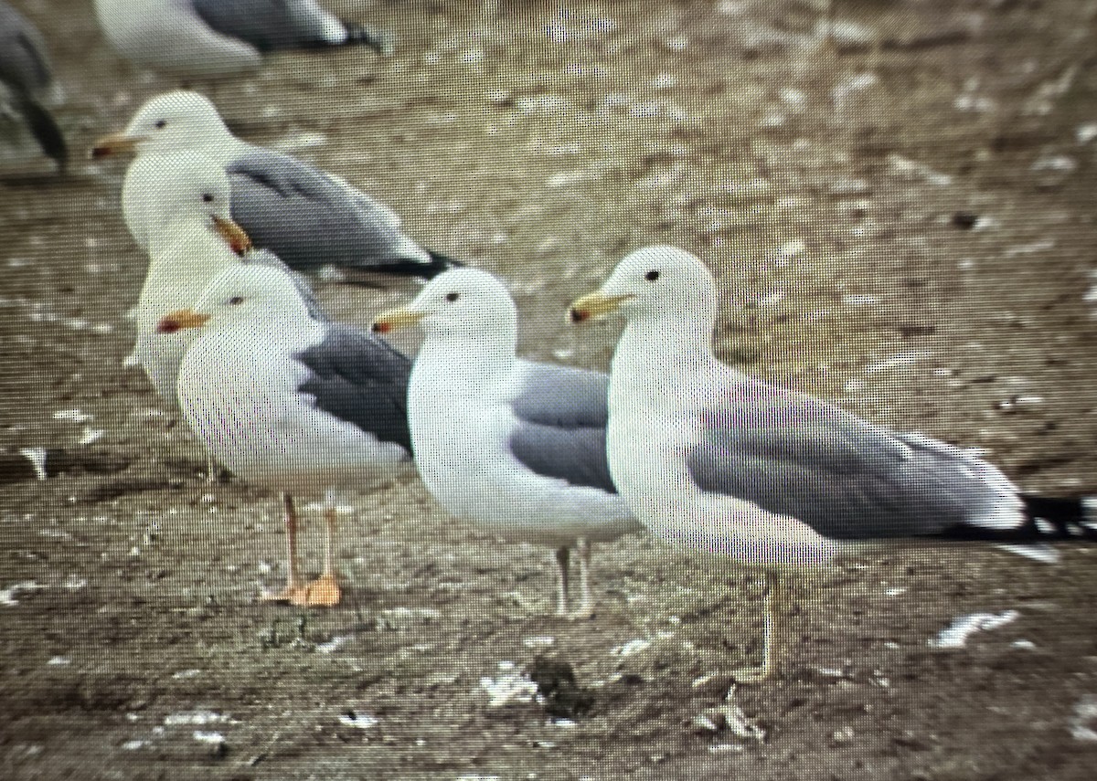 小黑背鷗 - ML615623062