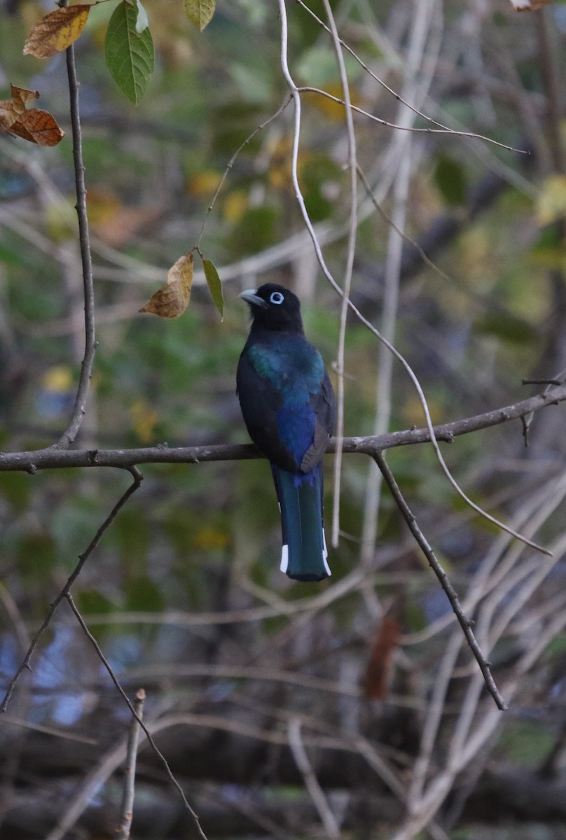 Trogon à tête noire - ML615623079