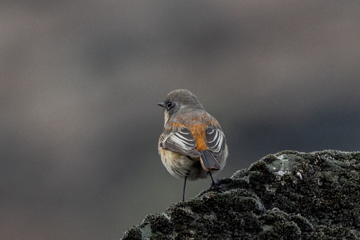 Rufous-backed Redstart - ML615623080