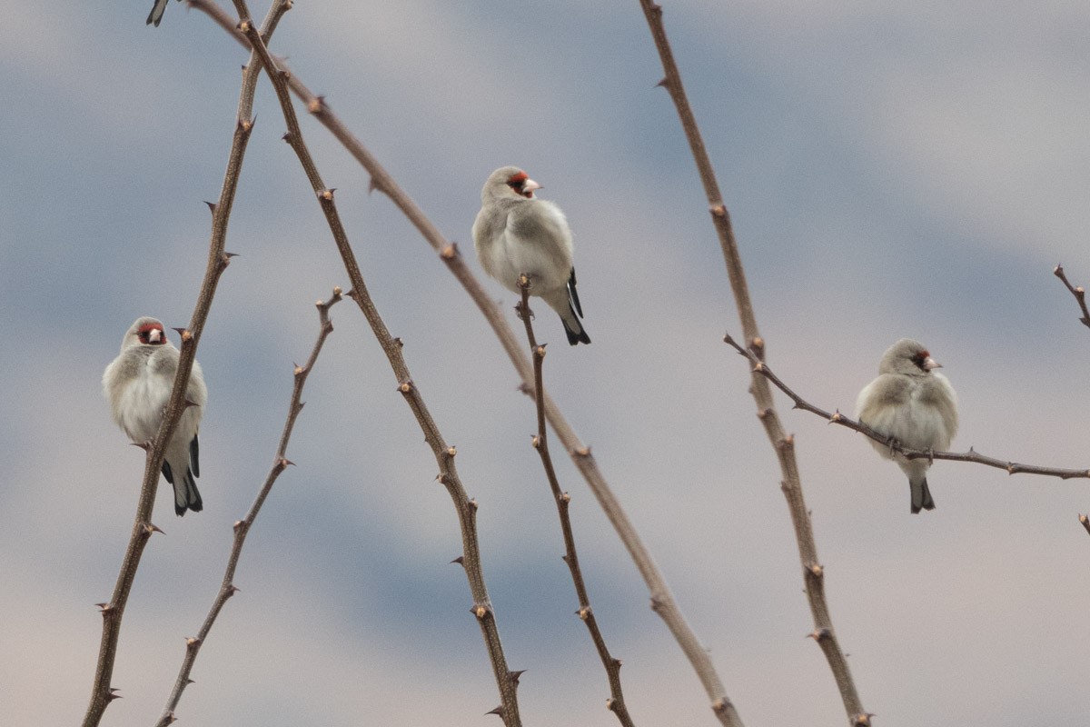 European Goldfinch - Uday Agashe