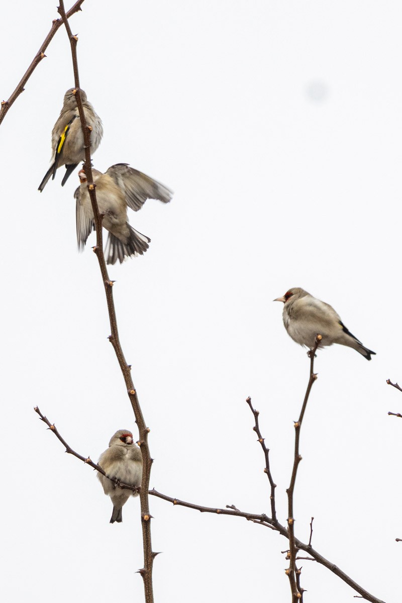 European Goldfinch - Uday Agashe