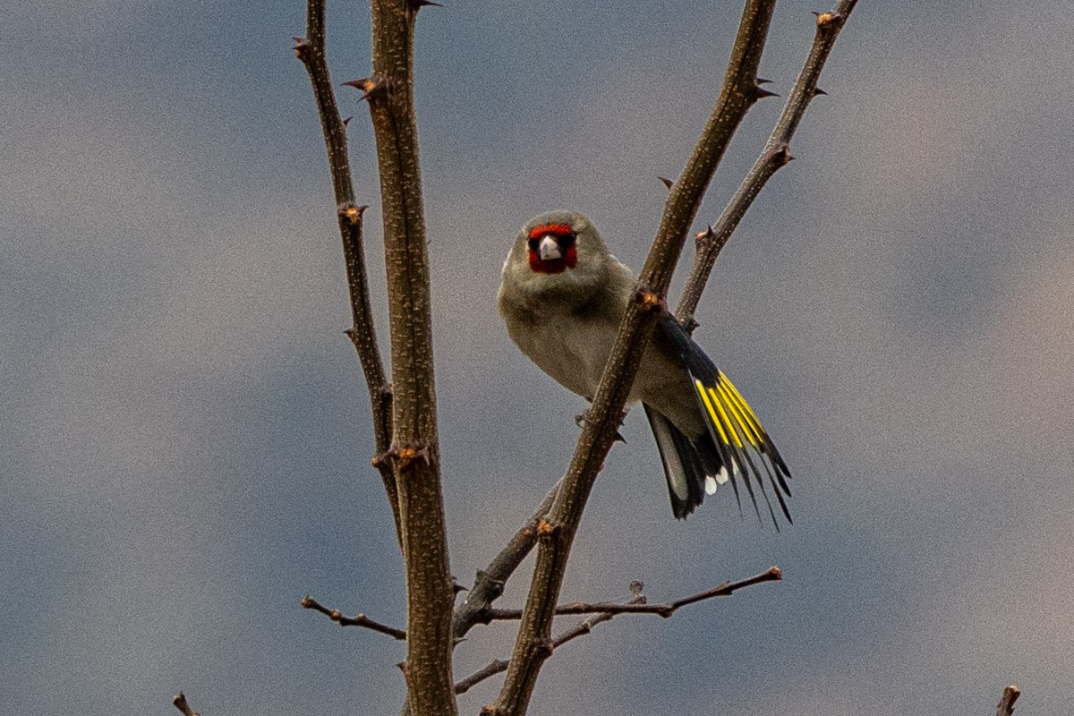 European Goldfinch - Uday Agashe