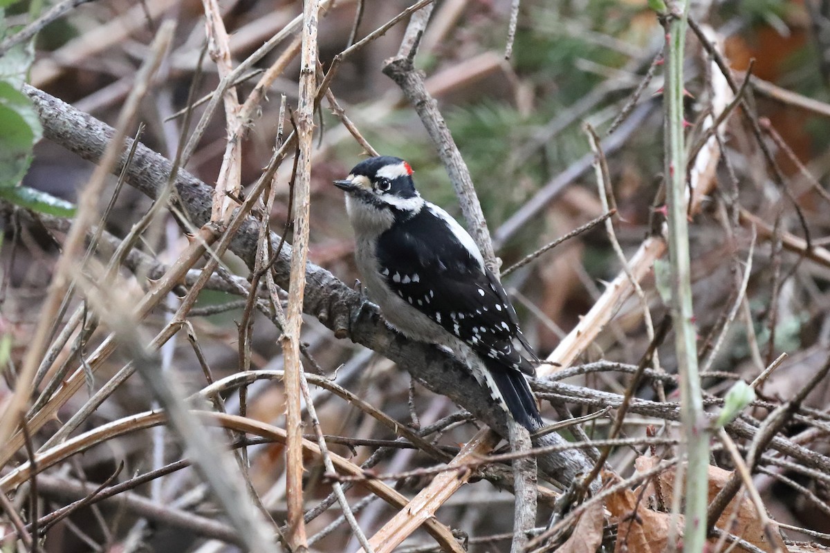 Downy Woodpecker - ML615623105