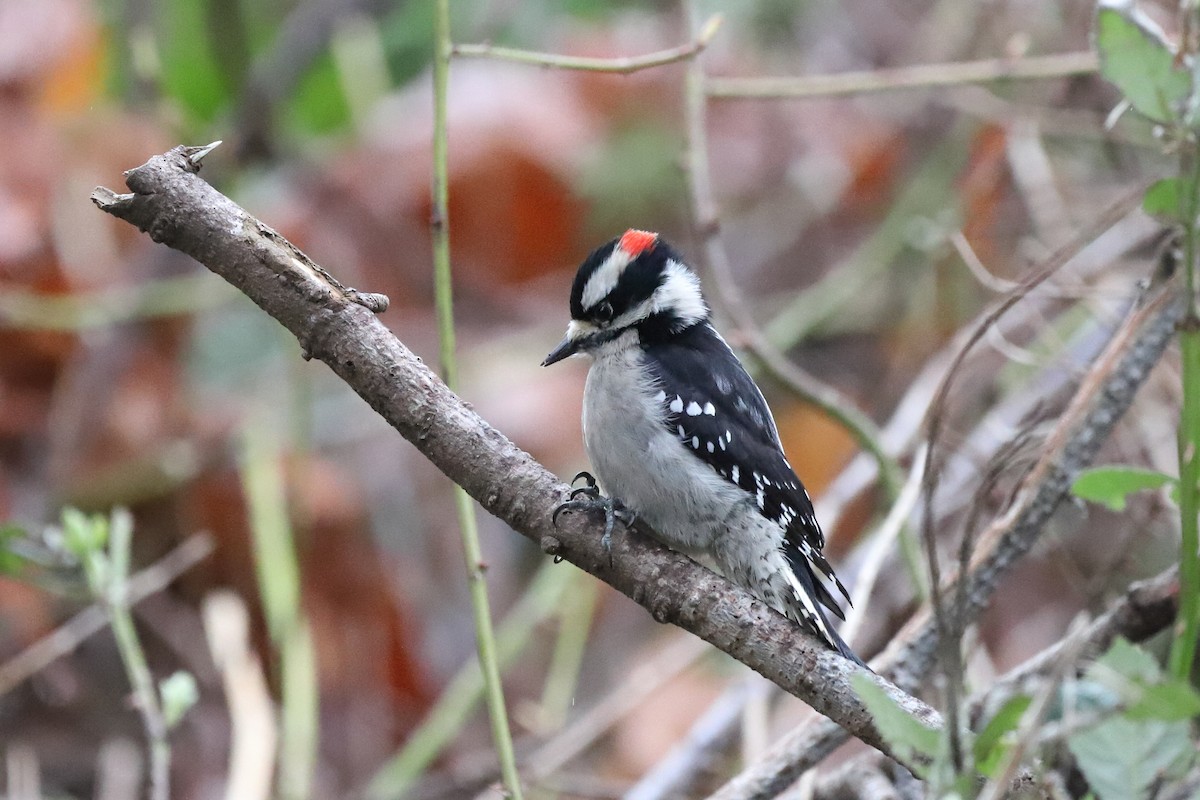 Downy Woodpecker - ML615623106