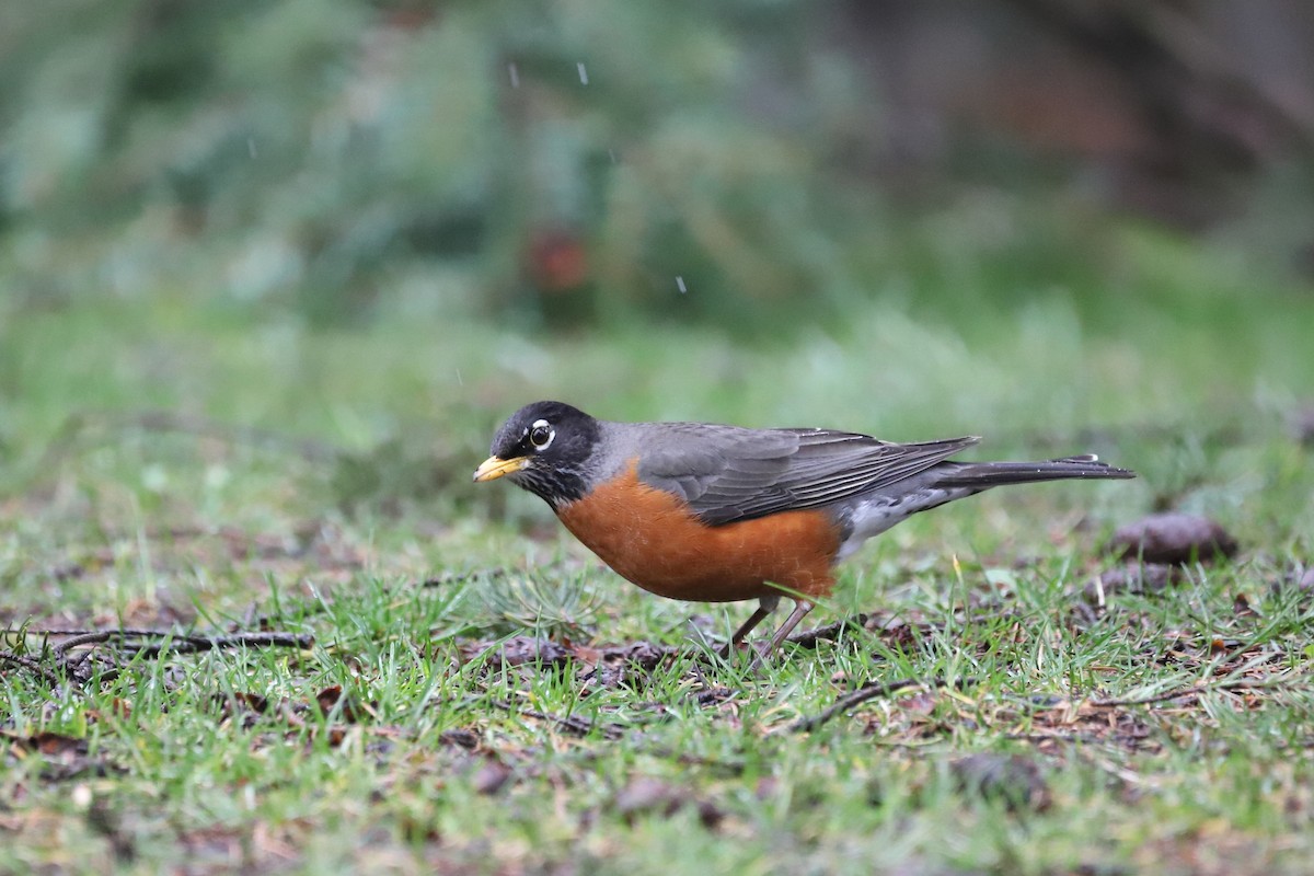 American Robin - Eric Habisch