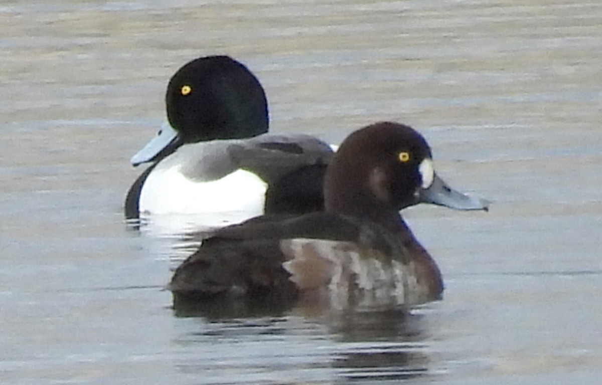 Greater Scaup - ML615623155