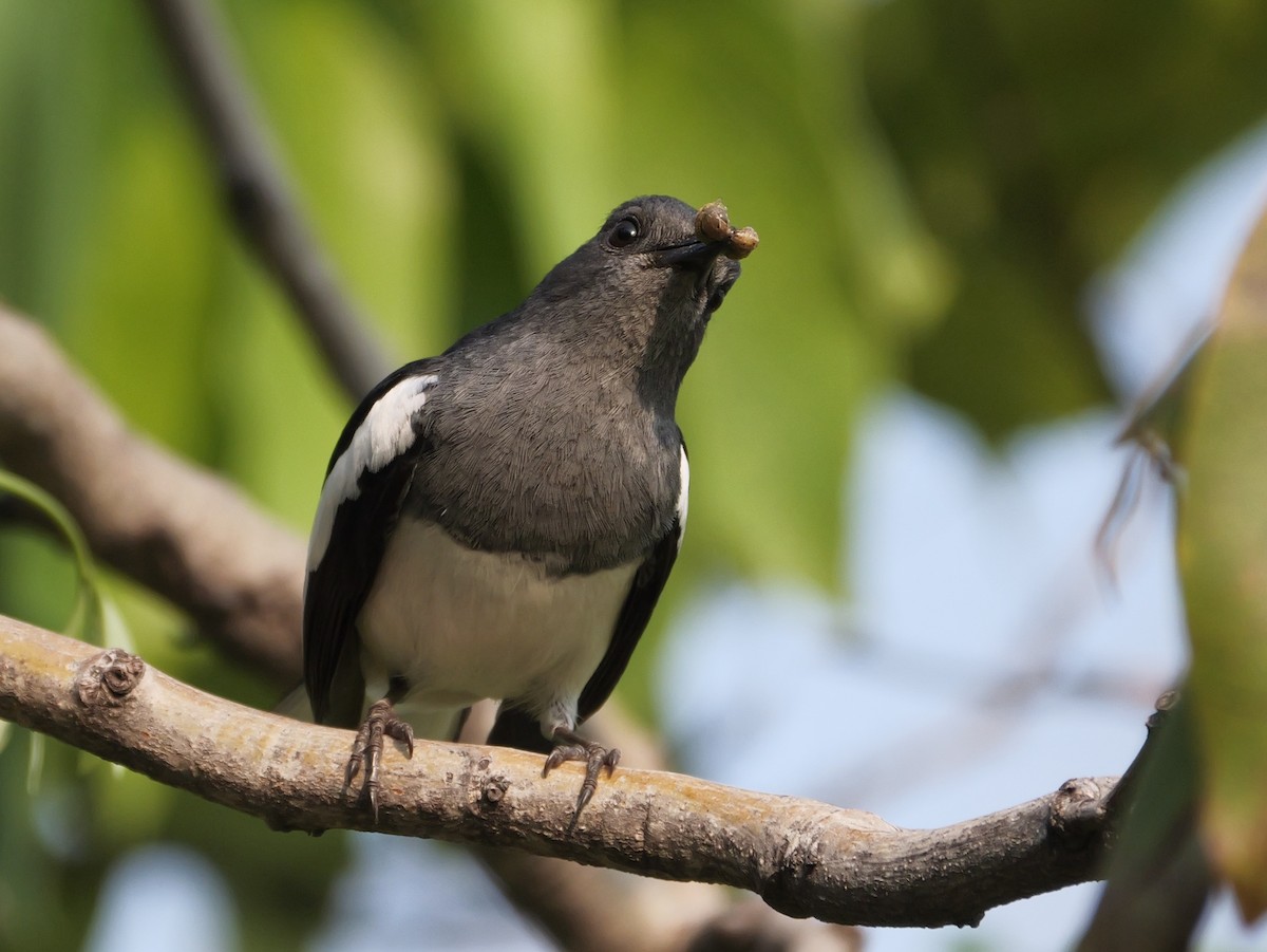 Oriental Magpie-Robin - ML615623164