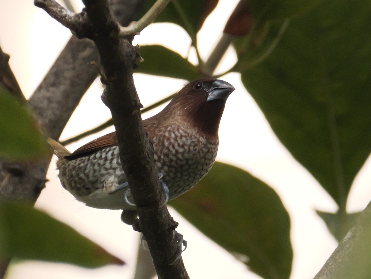 Scaly-breasted Munia - ML615623170