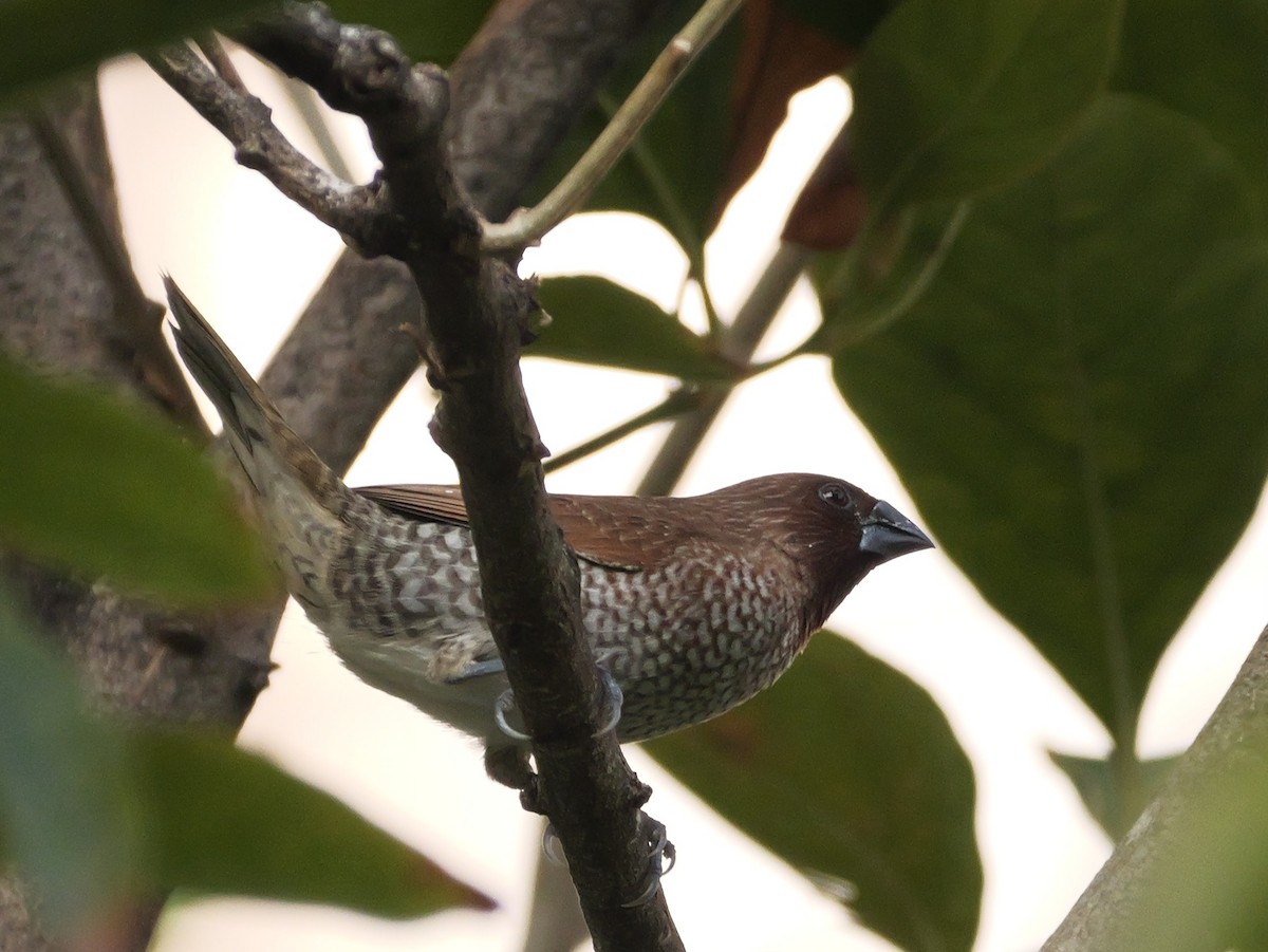 Scaly-breasted Munia - ML615623171