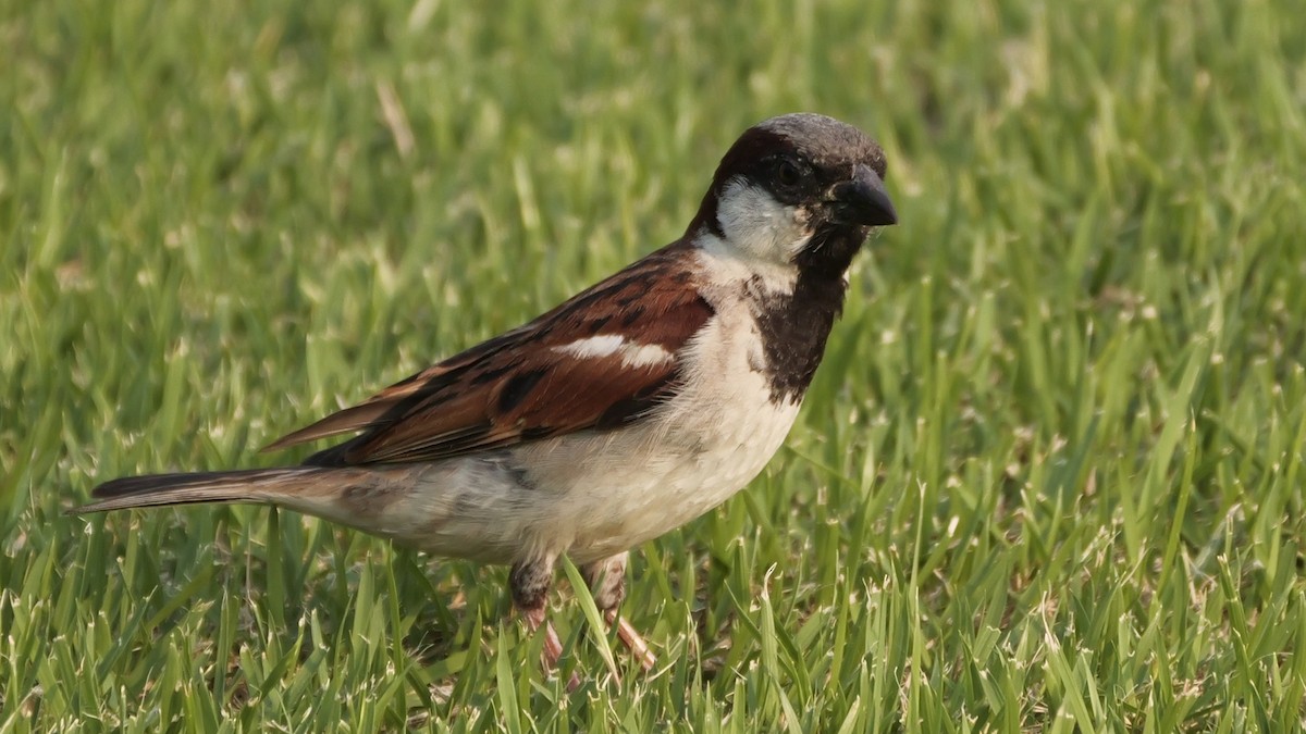 Moineau domestique - ML615623175