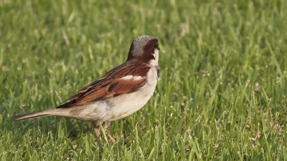 House Sparrow - ML615623176