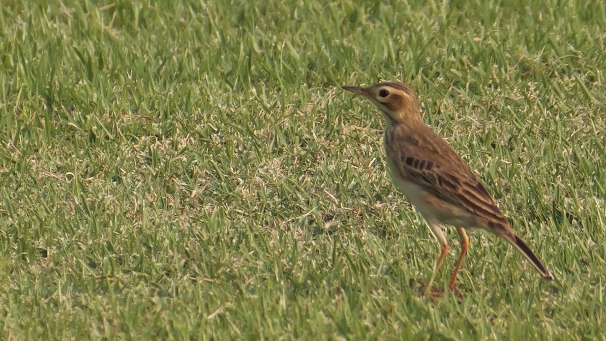 Paddyfield Pipit - ML615623178