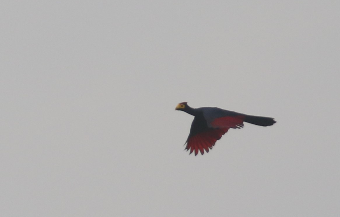 Ross's Turaco - ML615623193