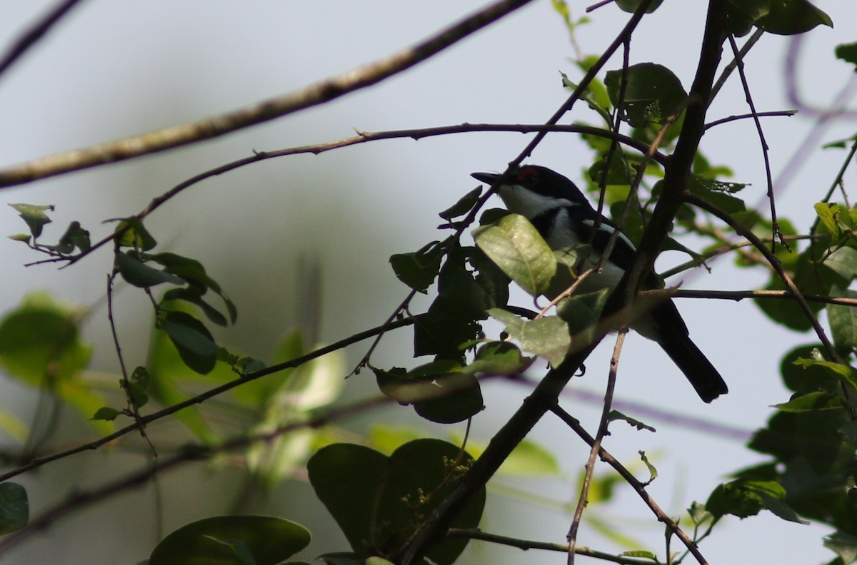 Brown-throated Wattle-eye - Peter Alfrey