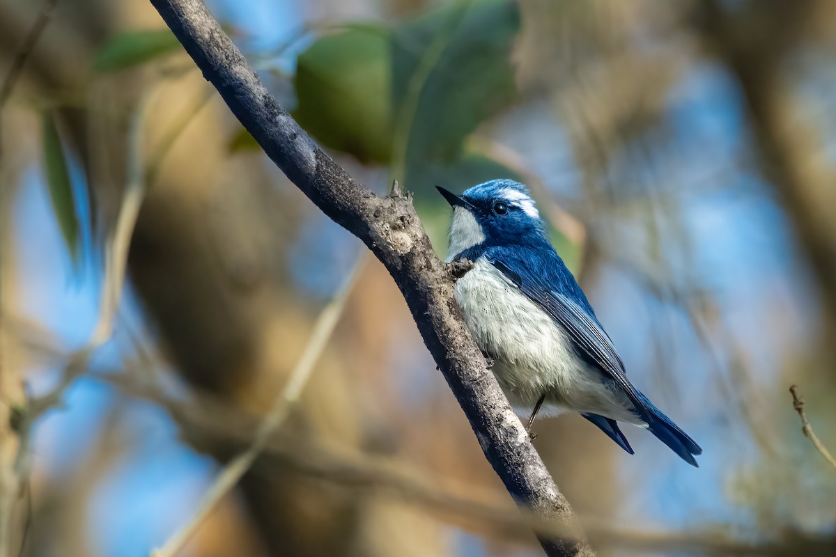 Ultramarine Flycatcher - ML615623318