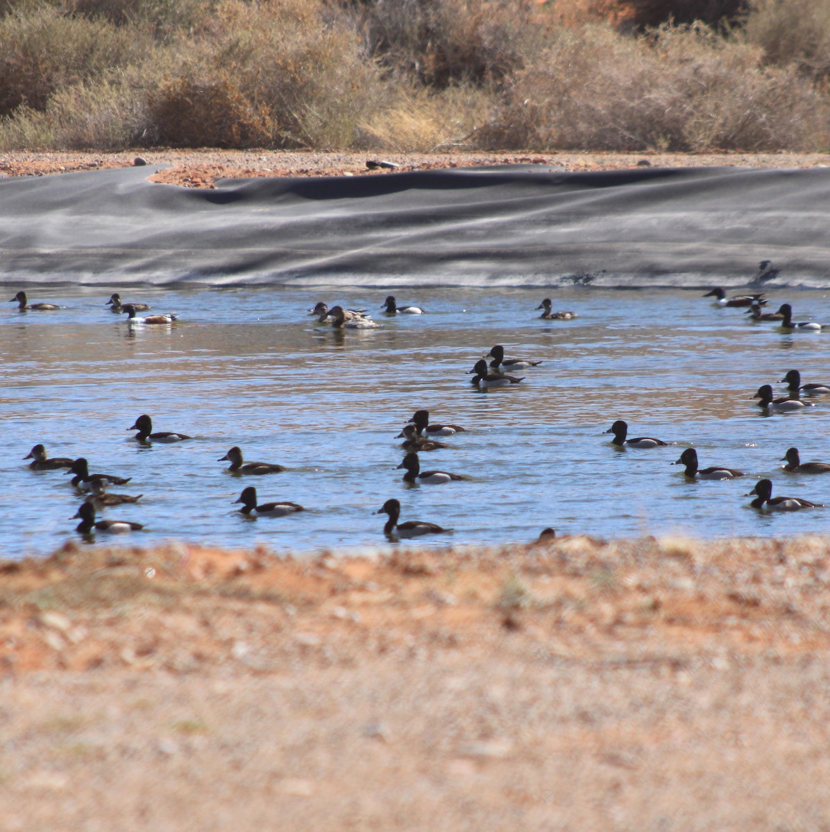 Canvasback - ML615623338