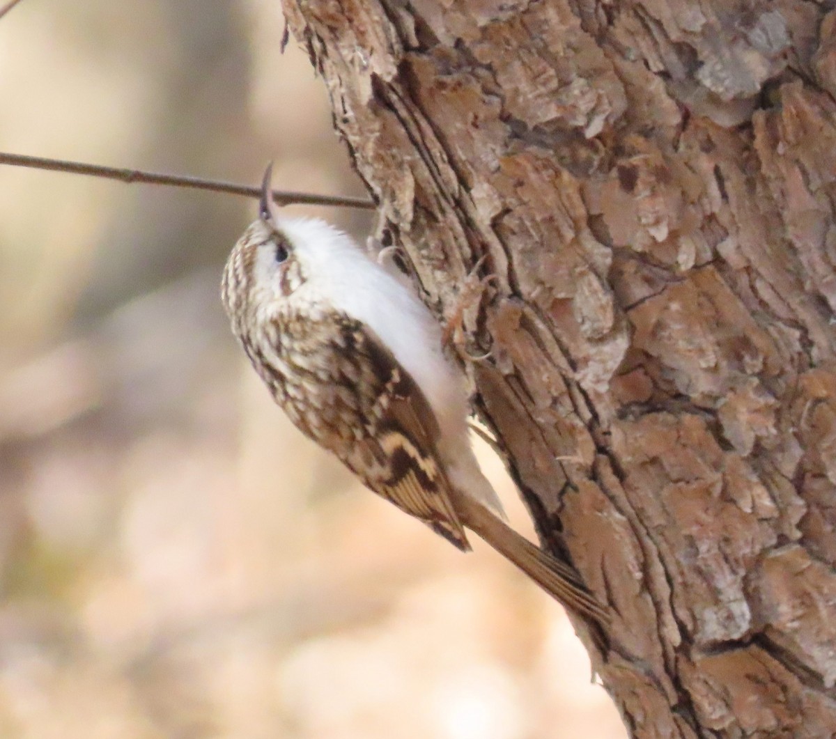 Eurasian Treecreeper - ML615623396