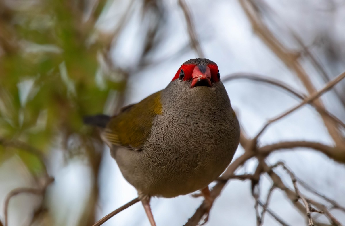 Red-browed Firetail - ML615623414