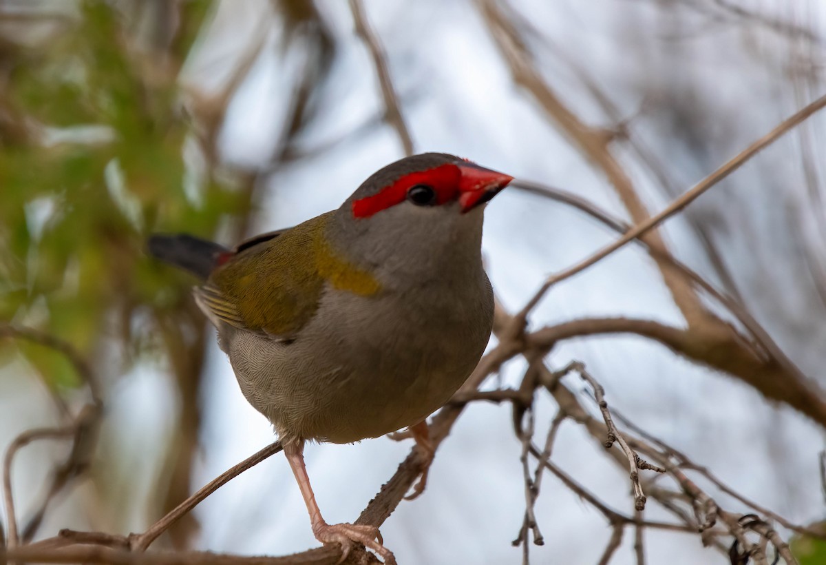 Red-browed Firetail - ML615623415