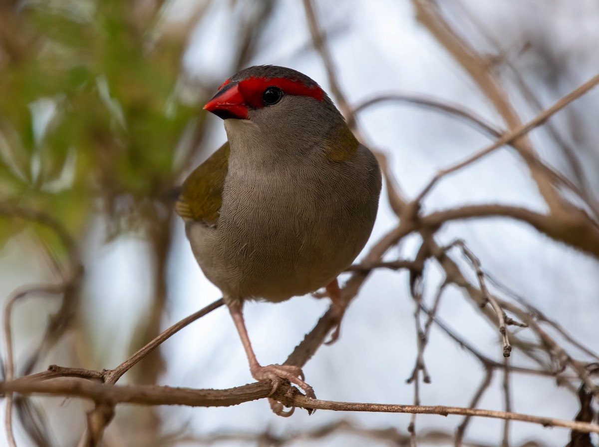 Red-browed Firetail - ML615623416