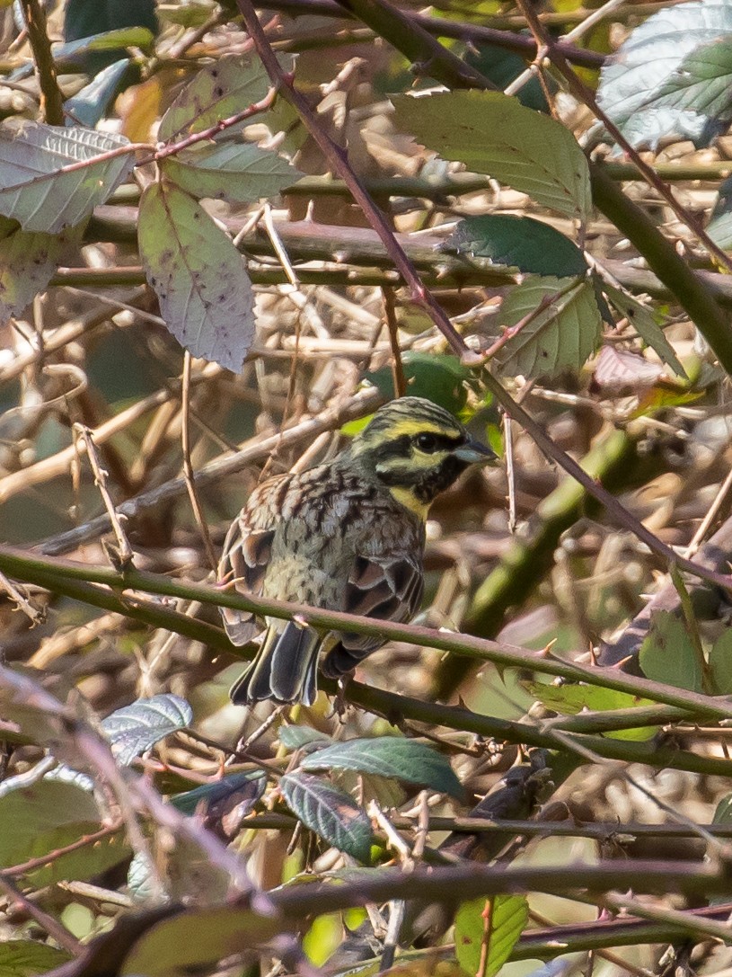 Cirl Bunting - ML615623418