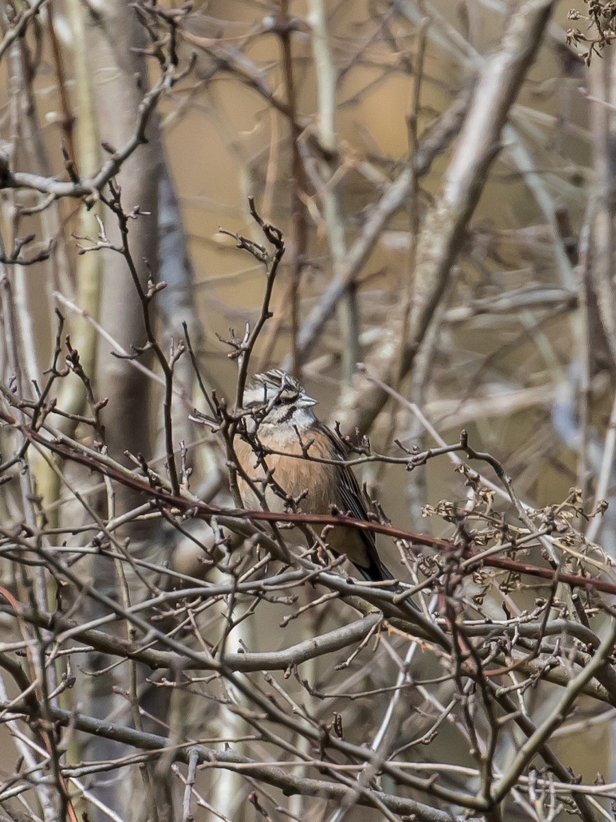 Rock Bunting - ML615623433