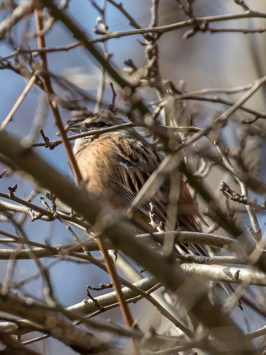 Rock Bunting - Milan Martic