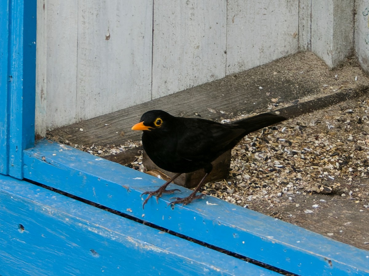 Eurasian Blackbird - Rutger Koperdraad