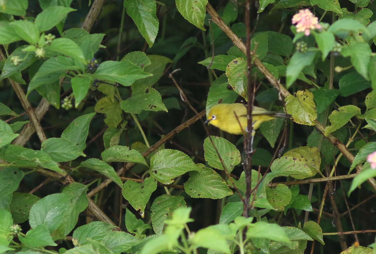 Green White-eye - ML615623500