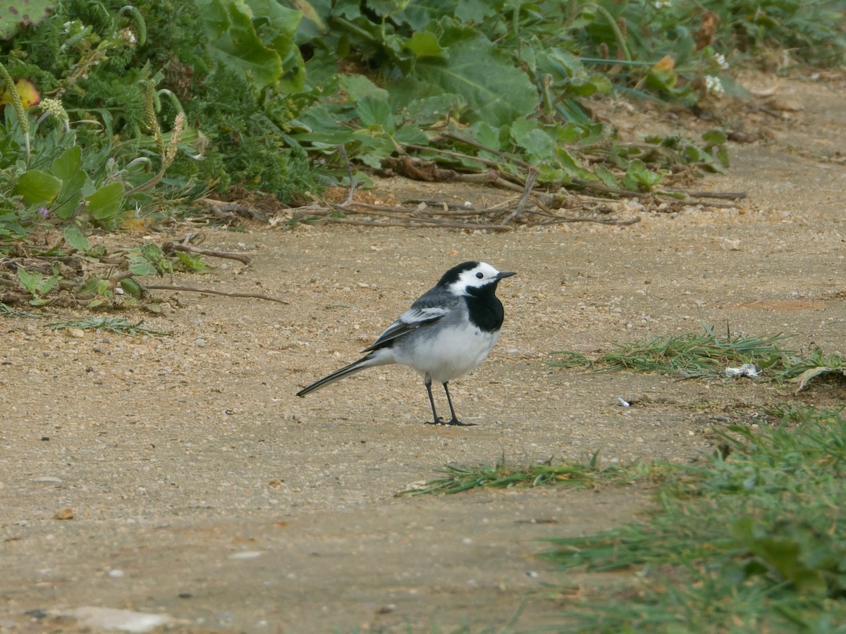 White Wagtail - Rutger Koperdraad