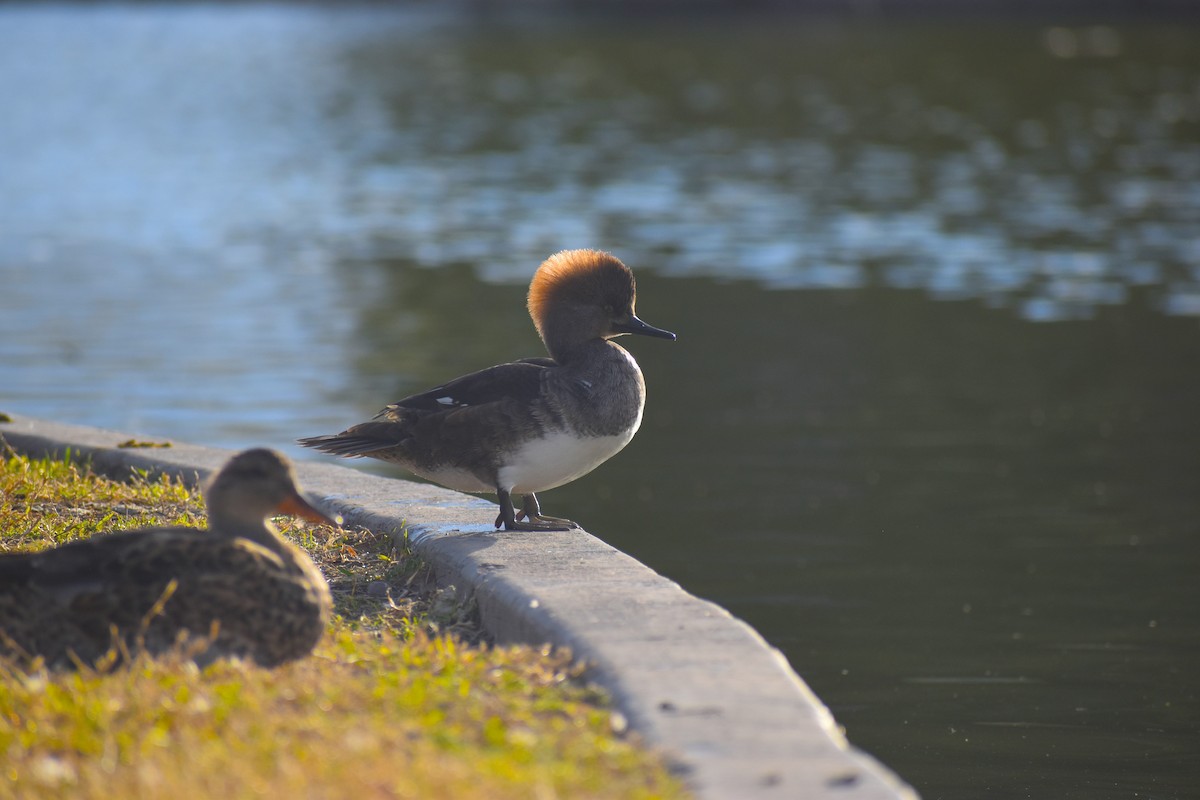 Hooded Merganser - ML615623510