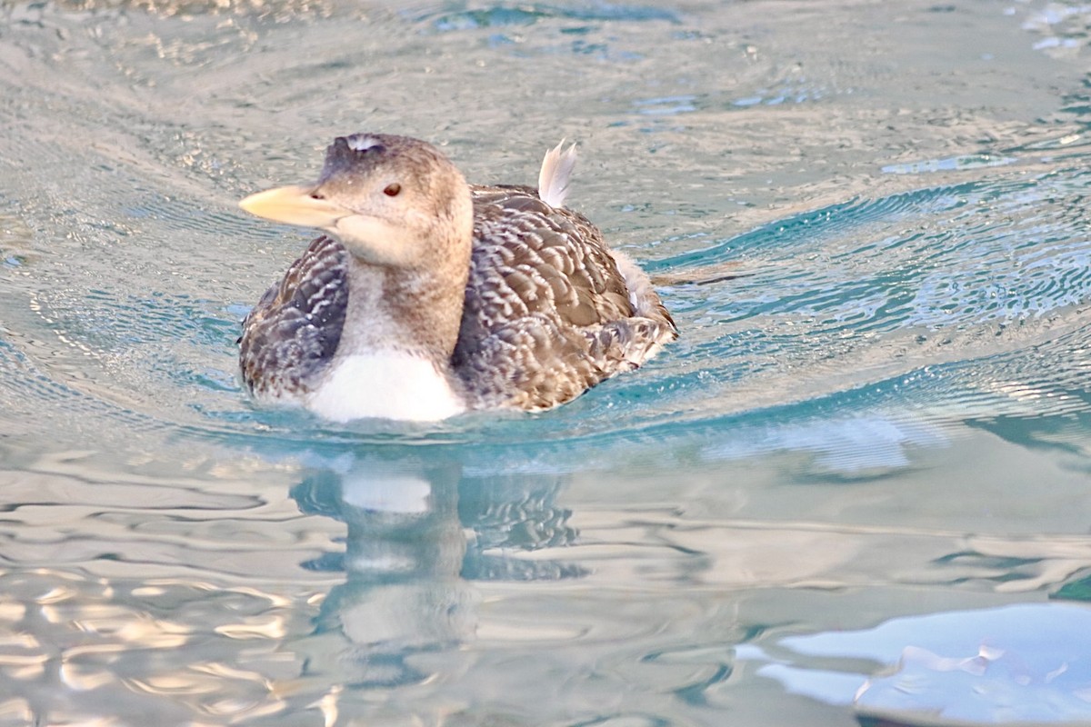 Yellow-billed Loon - ML615623512