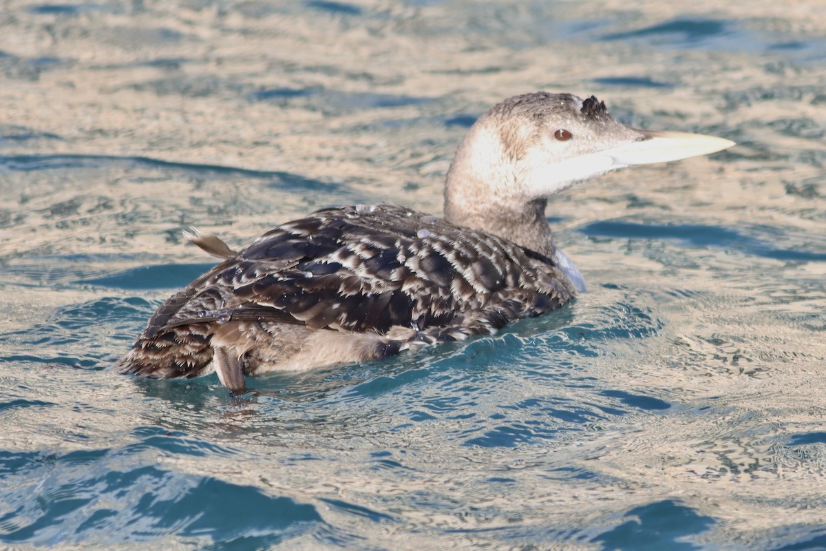 Yellow-billed Loon - ML615623514