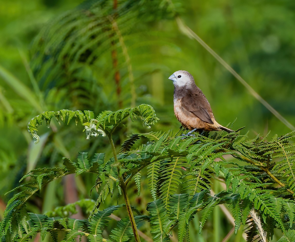 Gray-banded Munia - ML615623516