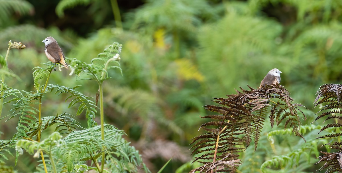 Gray-banded Munia - Wilbur Goh