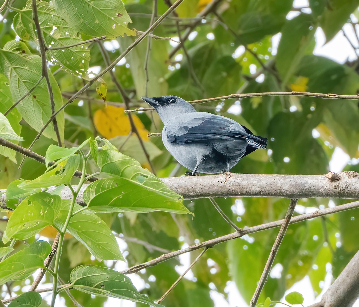 Black-bellied Cicadabird - ML615623541