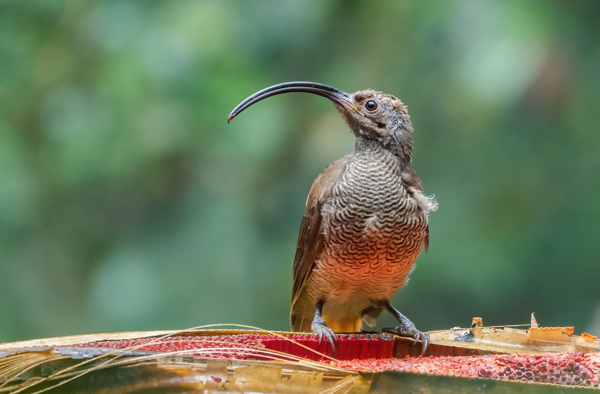 Black-billed Sicklebill - ML615623543