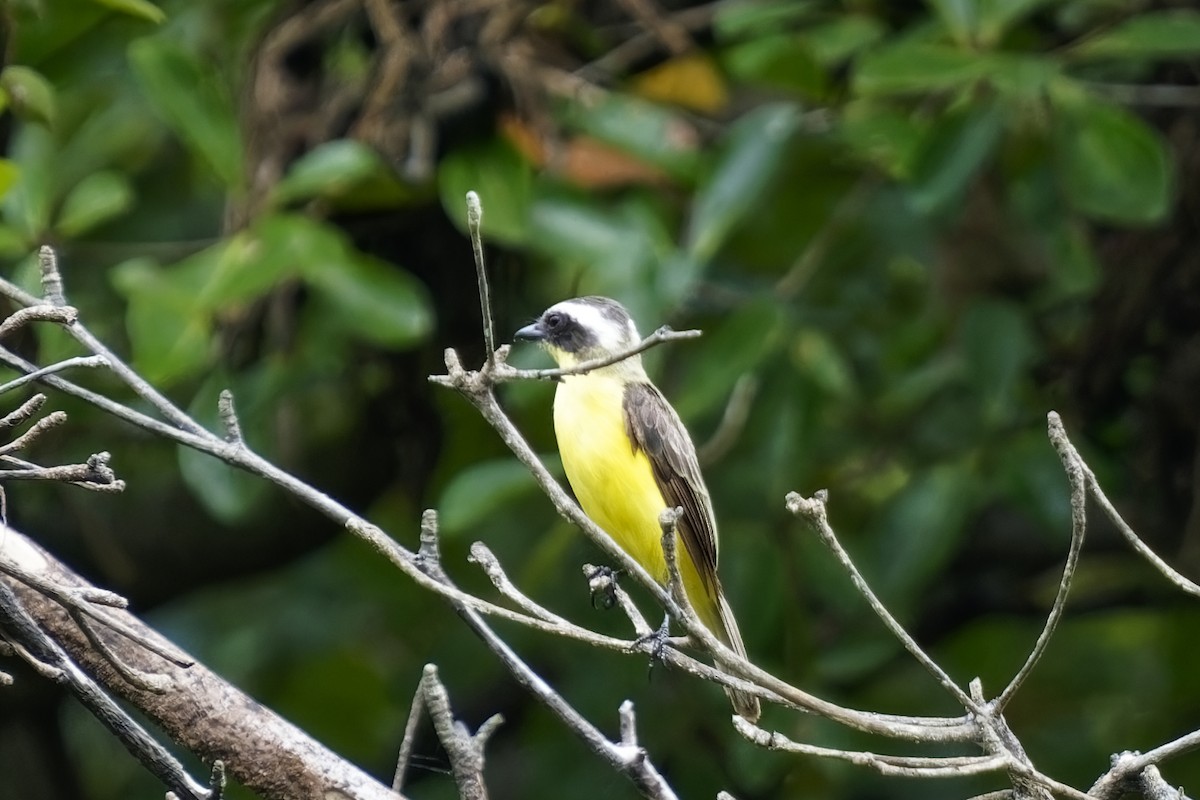 Three-striped Flycatcher - ML615623546