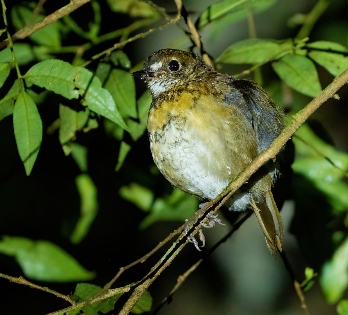 Lesser Ground-Robin - ML615623550